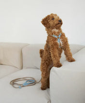 Luksusowy komplet akcesoriów dla psa – ręcznie robiony, premium