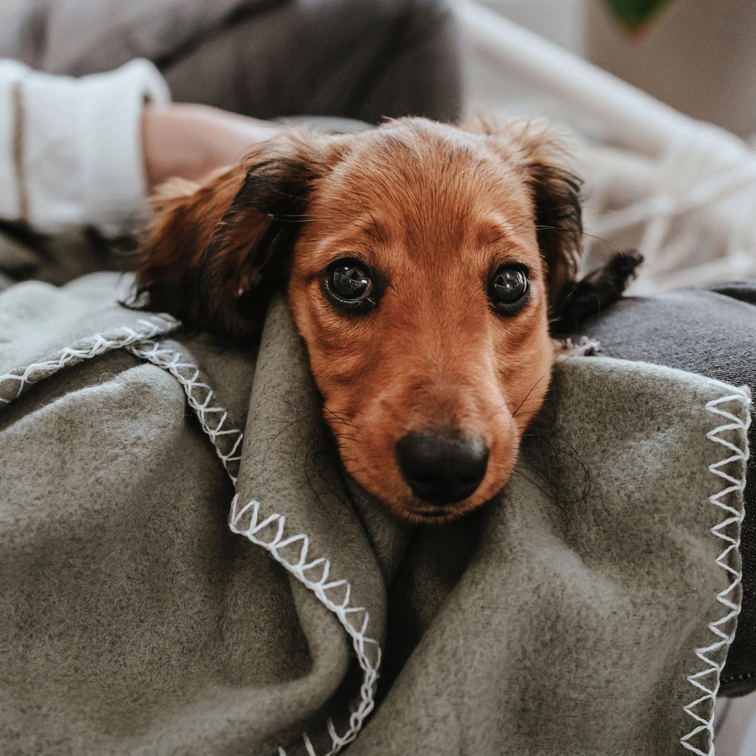 Hunter koc dla psa Casper XXL – miękki, wszechstronny i trwały