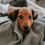 Hunter koc dla psa Casper XXL – miękki, wszechstronny i trwały