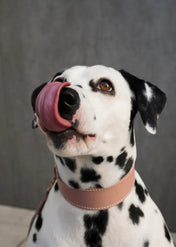 Obroża dla psa „Almond” – lekkość, komfort i ręczne rzemiosło