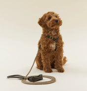 Luksusowe szelki dla psa Classy – ręcznie robione z włoskiej skóry, premium