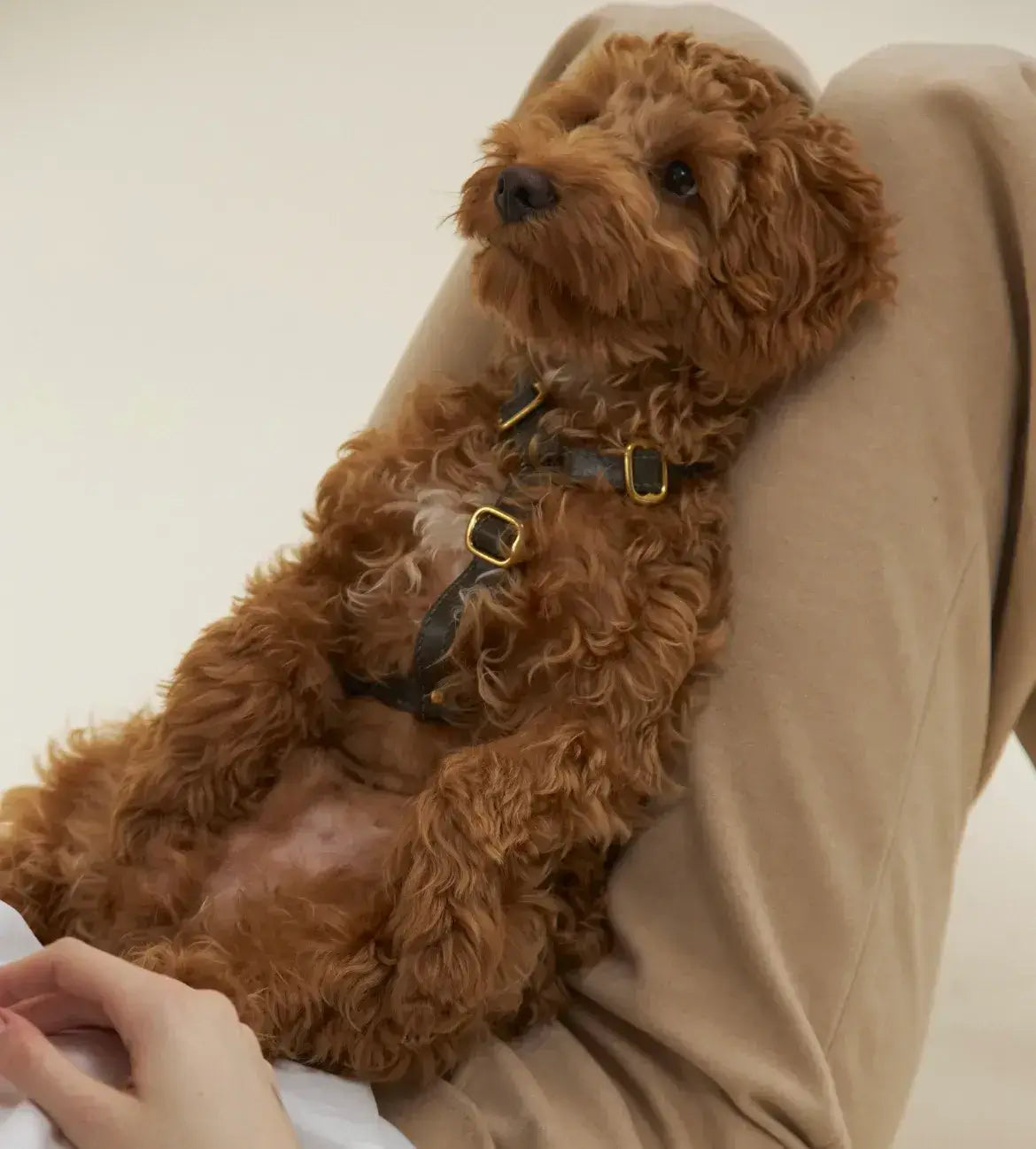 Luksusowe szelki dla psa Classy – ręcznie robione z włoskiej skóry, premium