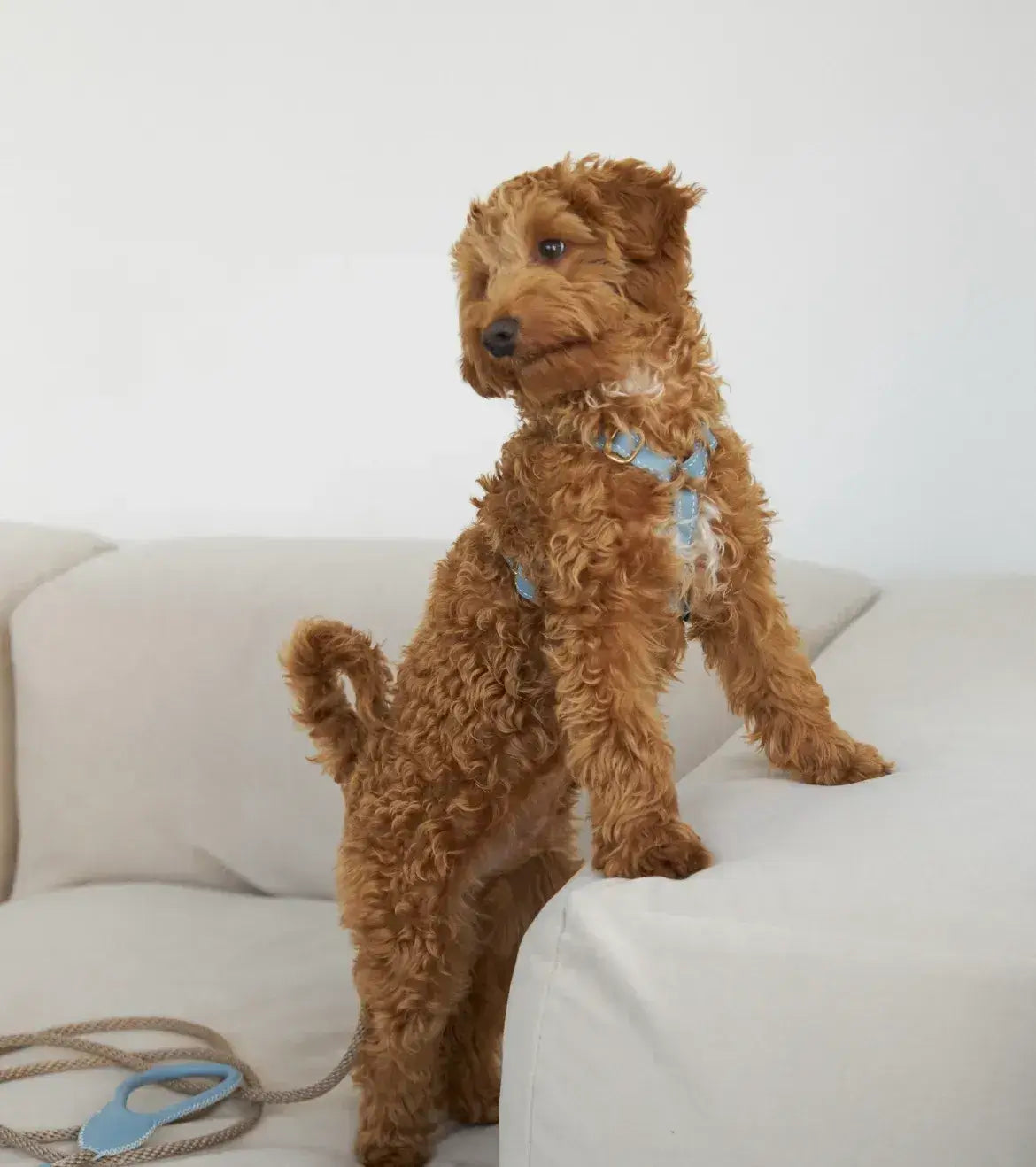 Luksusowe szelki dla psa Classy – ręcznie robione z włoskiej skóry, premium